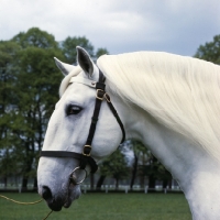 Picture of kladruber stallion, generalissimus XXV111, 782 favoury, with beautiful roman nose,, at kladruby, czech republic