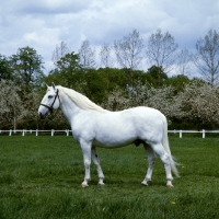 Picture of kladruber stallion, generalissimus XXV111, 782 favoury, at kradruby, 