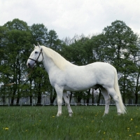Picture of kladruber stallion, generalissimus XXV111, 782 favoury, a fine example of the line at kladruby, czech republic