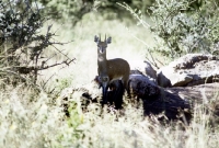 Picture of klipspringer in kruger national park, south africa