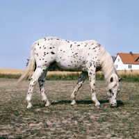 Picture of knabstrup colt in denmark