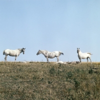 Picture of knabstrup group on skyline in denmark