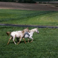 Picture of knabstrup mare and foal in denmark