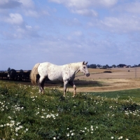 Picture of knabstrup mare in denmark