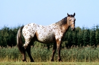 Picture of knabstrup mare, lisa-lotte lyshÃ¸y standing