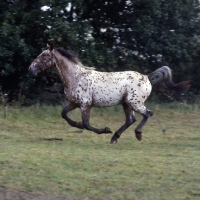 Picture of knabstrup mare, lisa-lotte lyshÃ¸y cantering