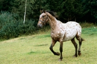 Picture of knabstrup mare, lisa-lotte lyshÃ¸y trotting