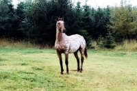 Picture of knabstrup mare, lisa-lotte lyshÃ¸y in denmark