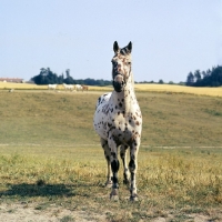 Picture of knabstrup stallion, kronplet, front view