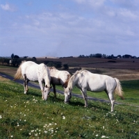 Picture of knabstrup stallion, mare and foal in denmark