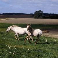 Picture of knabstrups mare and foal in denmark