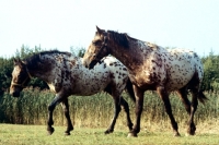 Picture of knabstrups walking in a field in denmark