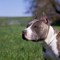 Picture of kodiak's kid chuttley, american staffordshire terrier, side view portrait 