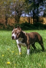 Picture of kodiak's kid chuttley, american staffordshire terrier with cropped ears standing in field