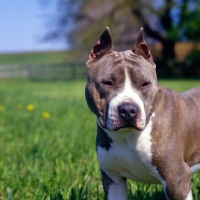 Picture of kodiak's kid chuttley, american staffordshire terrier