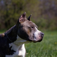 Picture of kodiak's kid chuttley, american staffordshire terrier in profile