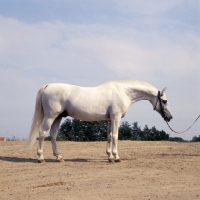 Picture of Koheilan I, Shagya Arab stallion