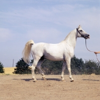 Picture of Koheilan I, Shagya Arab stallion