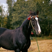 Picture of kolchedan, russian trotter at  moscow no. 1 stud