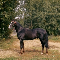 Picture of kolchedan, russian trotter at moscow no. 1 stud