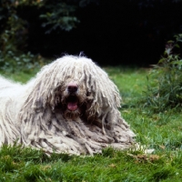 Picture of komondor lying on grass