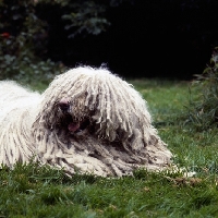 Picture of komondor lying on grass