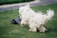 Picture of komondor playing with a shih tzu