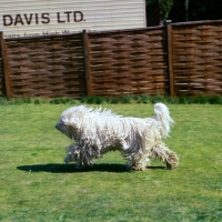 Picture of komondor running on grass