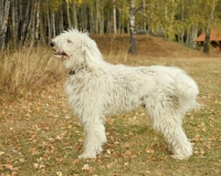 Picture of Komondor side view