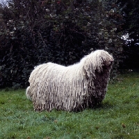 Picture of komondor standing on grass