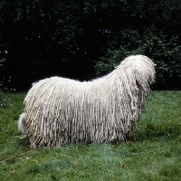 Picture of komondor standing on grass