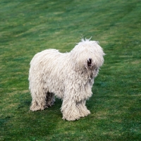 Picture of komondor standing on grass