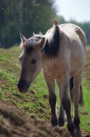 Picture of Konik horse in field