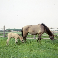 Picture of konik mare and foal in poland