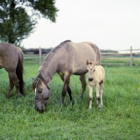 Picture of konik mare and foal in poland