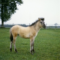 Picture of konik pony foal in poland