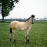 Picture of konik pony foal in poland