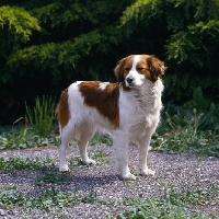 Picture of kooikerhondje  near shrubbery