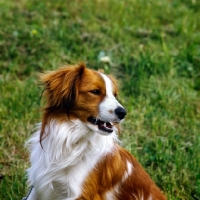 Picture of kooikerhondje head study