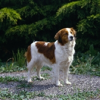 Picture of kooikerhondje looking up