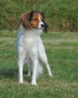 Picture of kooikerhondje standing in grass