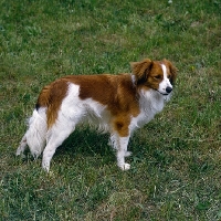 Picture of kooikerhondje standing in grass