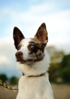 Picture of Koolie dog portrait (aka German Koolie, Coolie, Australian Koolie