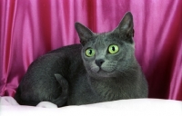 Picture of korat cat, looking away