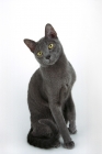 Picture of korat cat sitting down