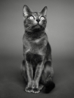 Picture of Korat cat sitting in studio on infinity curve