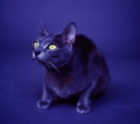 Picture of Korat cat sitting in studio on blue infinity curve