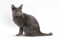 Picture of Korat cat, sitting