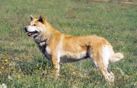 Picture of Korean Jindo on grass