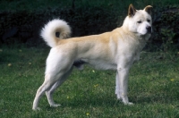 Picture of Korean Jindo, side view